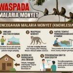 WHO dan Kemenkes Ingatkan Ancaman “Malaria Monyet”, Masyarakat Diminta Tingkatkan Kewaspadaan