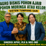 Agro Bisnis Pohon Ajaib Moringa (Kelor) Sistem Tumpang Sari, APIKI-IPJI-MIO-IND Perkuat Sinergi Dukung Ketahanan Pangan dan UMKM